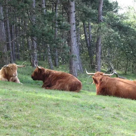 Dolfijn Apartament Egmond aan Zee