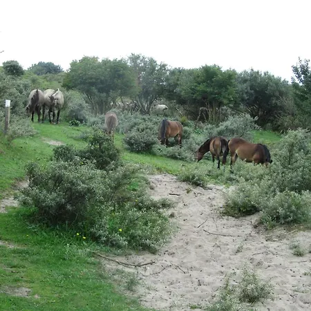 Dolfijn إغموند آن زي