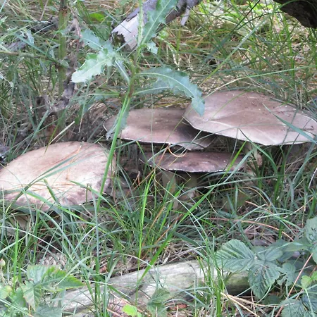 Dolfijn * إغموند آن زي