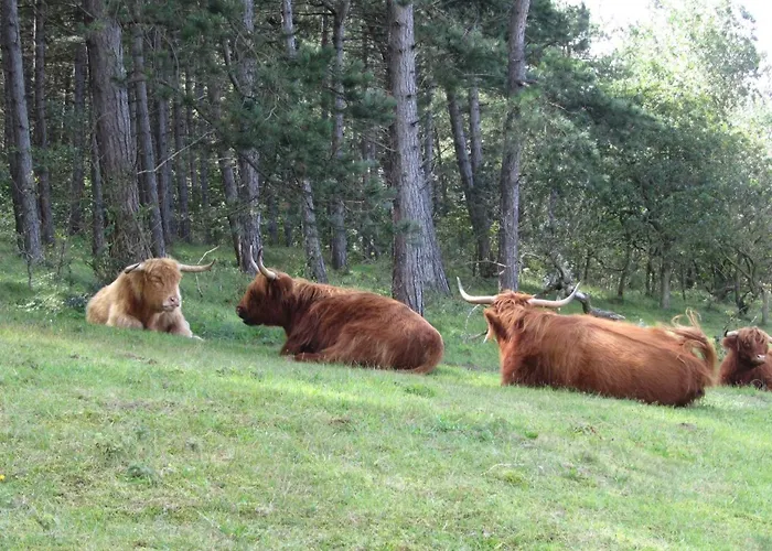 Dolfijn شقة إغموند آن زي