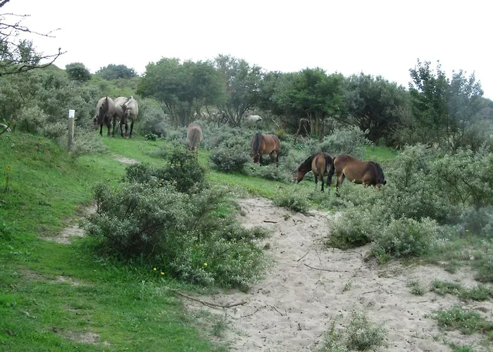 Dolfijn إغموند آن زي