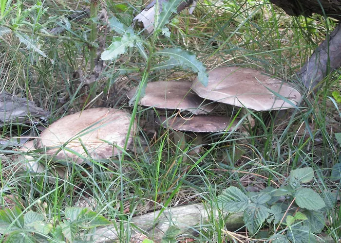 Dolfijn * إغموند آن زي